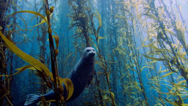 Seal seaweed ocean yellow tube free wallpaper - medium preview image