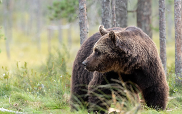 Bear forest wildlife puzzle primitivism free wallpaper - medium preview image
