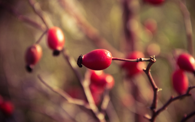 Tree berries leaves bokeh macro #2 free wallpaper - medium preview image