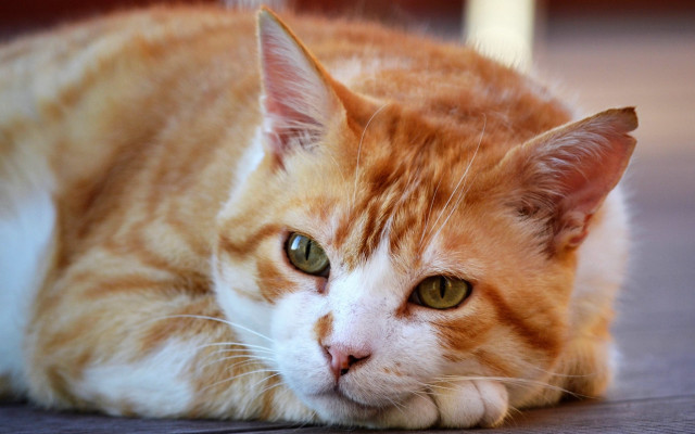 Sad orange cat looking at free wallpaper - medium preview image