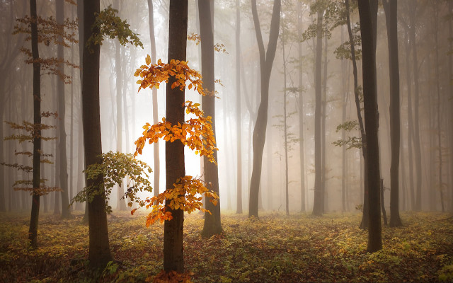 Foggy forest autumn leaves magic free wallpaper - medium preview image