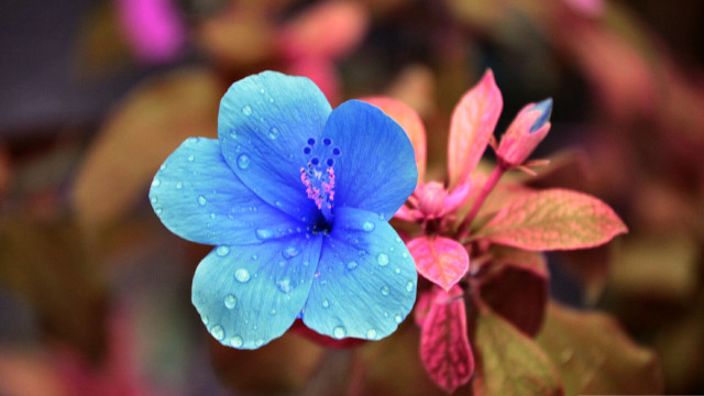 Blue flower water droplets bokeh free wallpaper - medium preview image