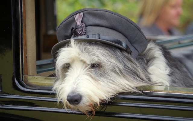 Dog hat window car woman free wallpaper - medium preview image