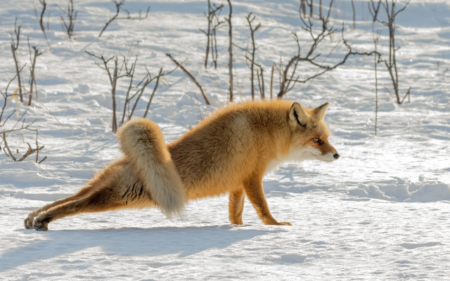 Fox snow winter fox searching free wallpaper - medium preview image