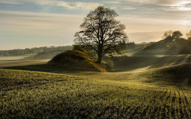 Tree hill sunshine nature matte free wallpaper - medium preview image