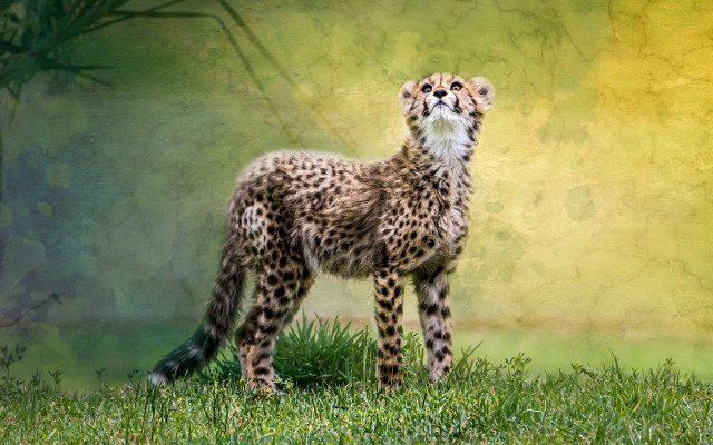 Cheetah standing grass looking up free wallpaper - medium preview image