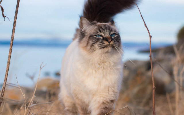 Cat majesty fishing blue eyes free wallpaper - medium preview image