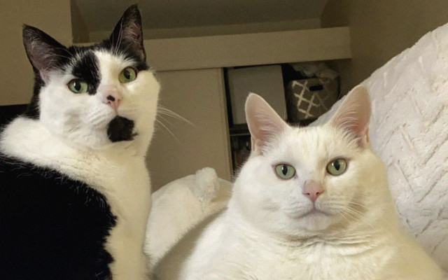 Black white cats sitting bed free wallpaper - medium preview image