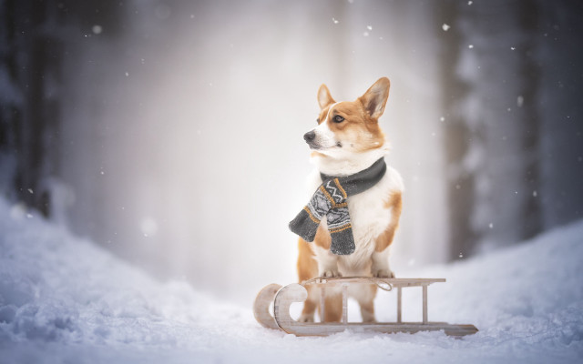 Dog sled snow aurora starry free wallpaper - medium preview image