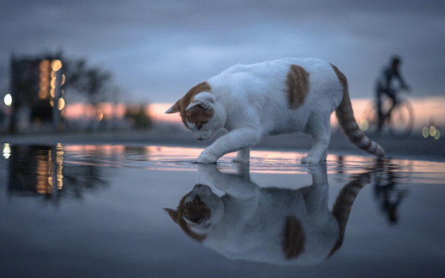 Cat walking wet surface bike free wallpaper - medium preview image