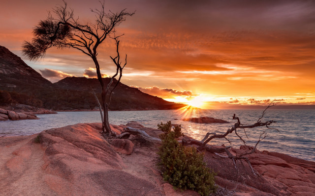 Tree rock ocean sunset beach free wallpaper - medium preview image