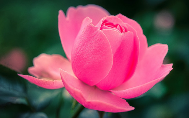 Pink flower green background blurry #18 free wallpaper - medium preview image