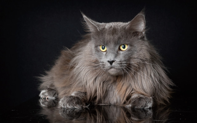 Fluffy gray cat portrait yellow free wallpaper - medium preview image