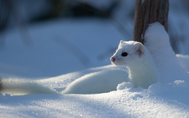 White animal snow tree bird free wallpaper - medium preview image