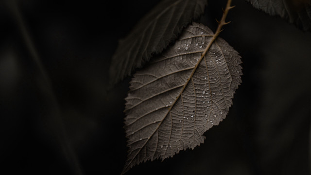 Leaf water droplets branch dark free wallpaper - medium preview image