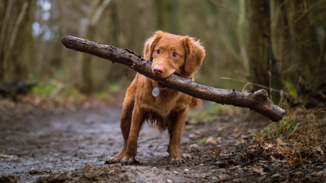 Dog log forest blue eyes free wallpaper - medium preview image