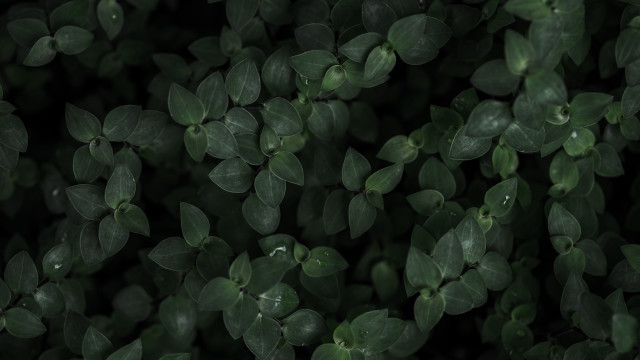 Green leaves bamboo ivy jungle free wallpaper - medium preview image