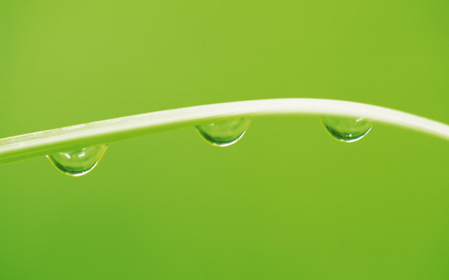 Green leaf water drops macro #5 free wallpaper - medium preview image