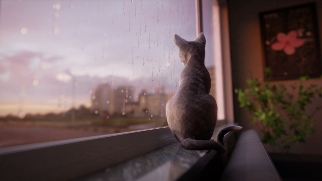 Black cat window sill rain free wallpaper - medium preview image