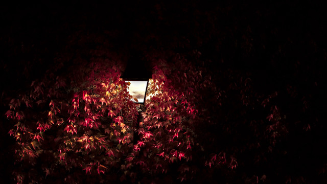 Street light through trees night free wallpaper - medium preview image