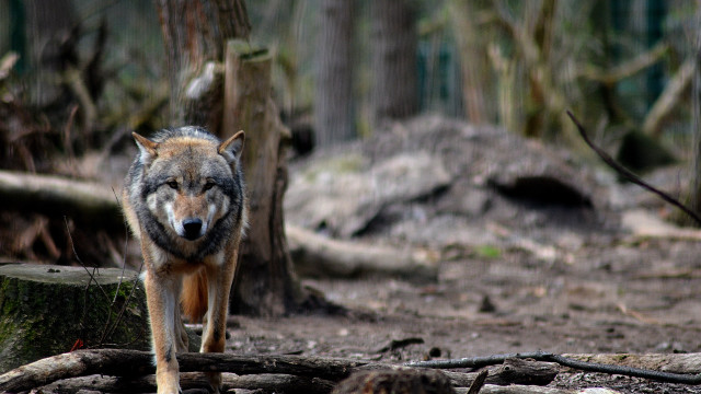 Wolf forest log sharp focus free wallpaper - medium preview image