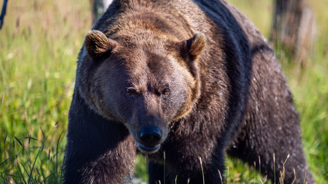 Brown bear green field fence #2 free wallpaper - medium preview image