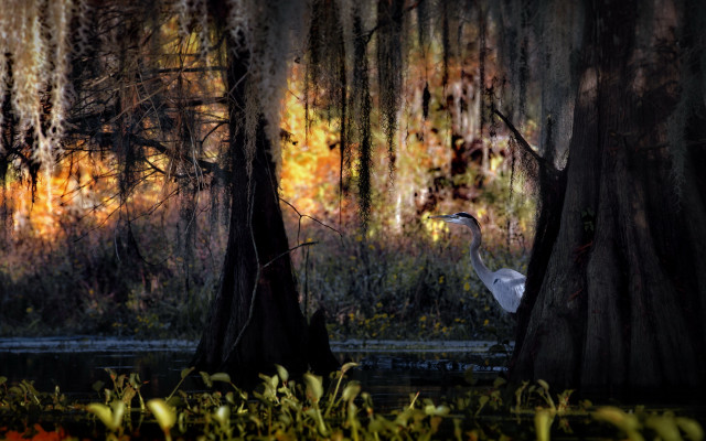White bird forest autumn fire free wallpaper - medium preview image