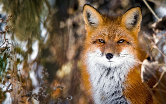 Red fox winter woods photorealistic free wallpaper - medium preview image