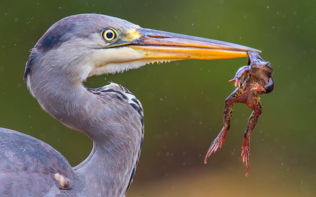 Bird fish crab green surrealism free wallpaper - medium preview image