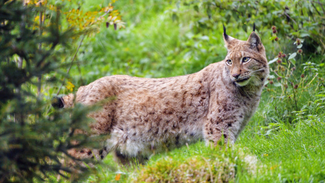 Lynx concerned field bushes dappled free wallpaper - medium preview image