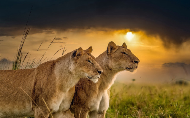 Lions sunset clouds field wildlife free wallpaper - medium preview image