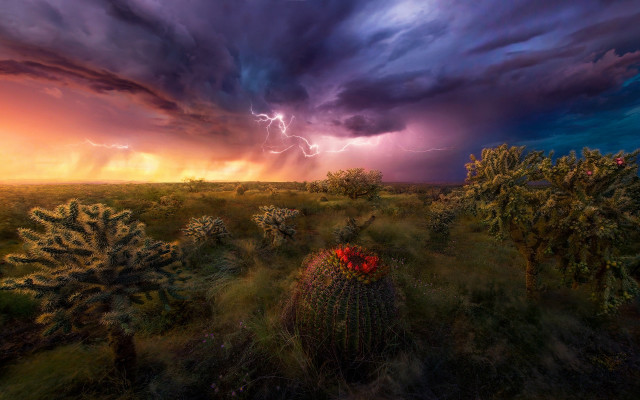 Storm cactus field red flower free wallpaper - medium preview image