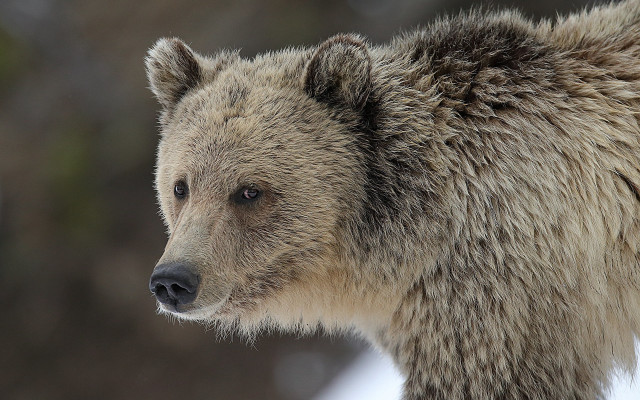 Bear closeup ecological art jigsaw free wallpaper - medium preview image