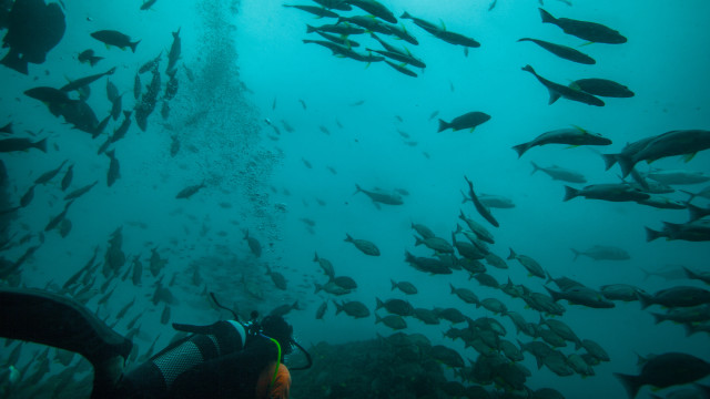 Ocean fish diver ecological puzzle free wallpaper - medium preview image