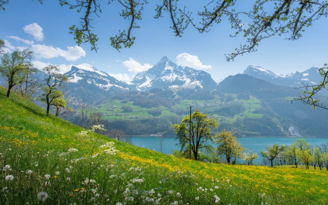 Mountain lake forest bloom bench free wallpaper for desktop - medium preview image