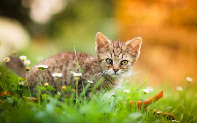 Curious kitten in grass nature free wallpaper - medium preview image