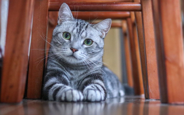 Sad cat under chair green free wallpaper - medium preview image