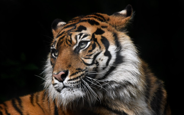 Tiger dark blurry wildlife shiba free wallpaper - medium preview image