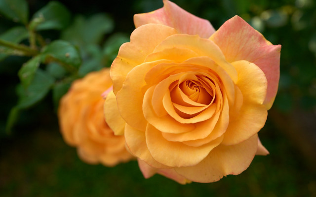 Yellow rose pink flower garden free wallpaper - medium preview image