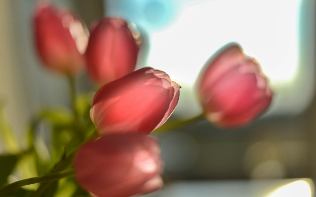 Pink flowers vase blurry background #2 free wallpaper - medium preview image