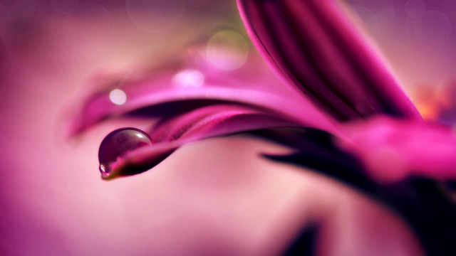 Flower water droplets macro bokeh #5 free wallpaper for desktop - medium preview image