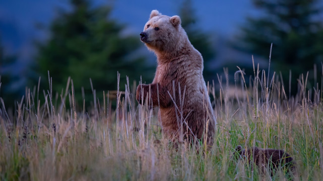 Bear standing tall grass woods free wallpaper - medium preview image