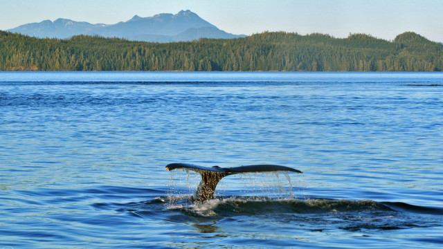 Whale tail mountain lake ecological free wallpaper - medium preview image