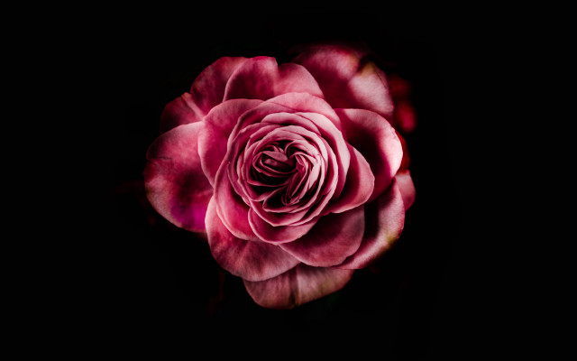 Pink rose dark background white free wallpaper - medium preview image