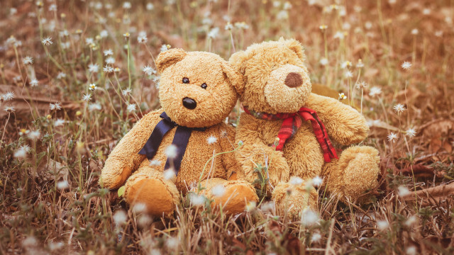 Teddy bears flower field christmas free wallpaper - medium preview image