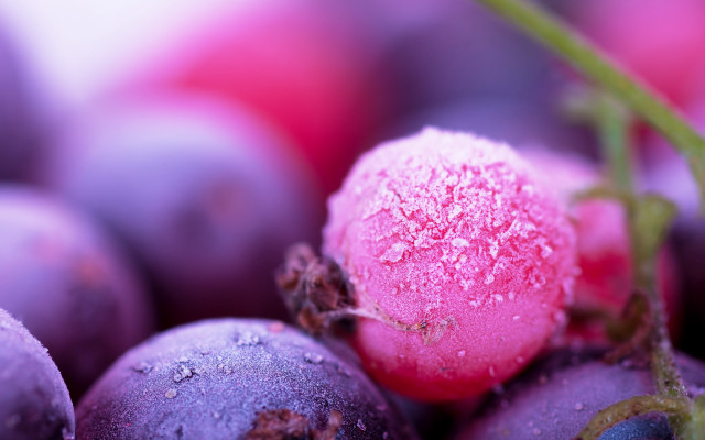Grapes ice pink vanitas macro #2 free wallpaper - medium preview image