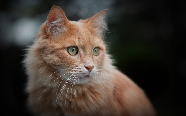 White cat green eyes portrait #2 free wallpaper - medium preview image