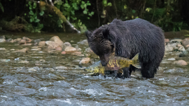 Bear fish water nature ocean free wallpaper - medium preview image