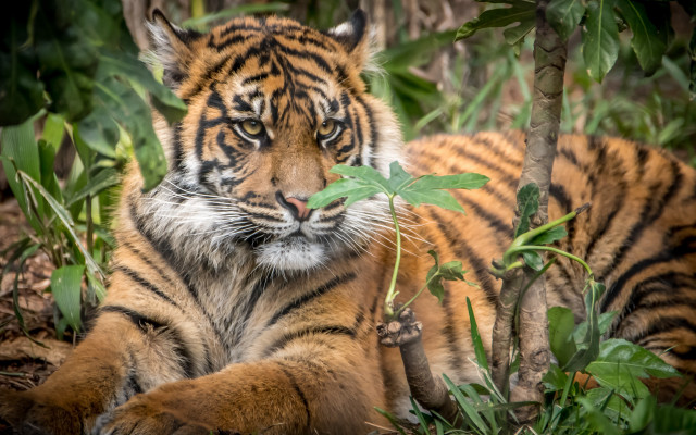 Tiger grass leaf bush blurry free wallpaper - medium preview image