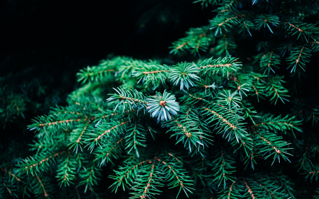 Pine needle branch nature green free wallpaper - medium preview image